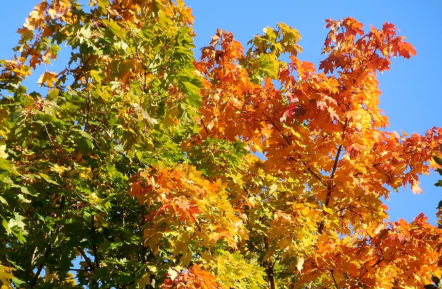 maple, acer, pohon, musim gugur, berwarna, menanam, perubahan, tampilan sudut rendah, keindahan di alam, pertumbuhan