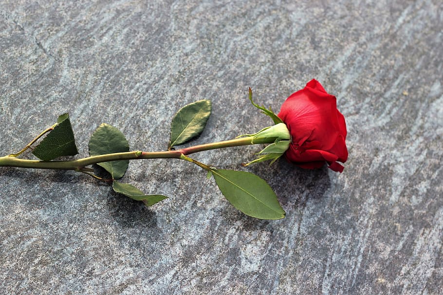 red rose, love symbol, lost love, grey marble, gravestone, outdoor, leaf, plant, plant part, fragility