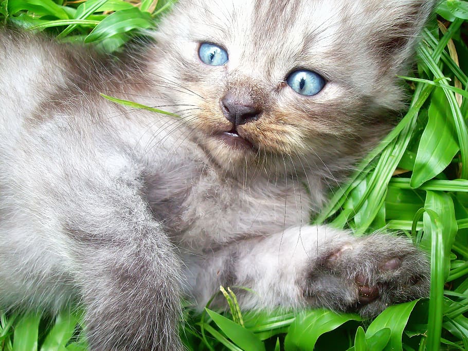 gatito siamés, mentira, verde, hierba, durante el día, gato, lindo, lindo gato, ojos, gato tailandia