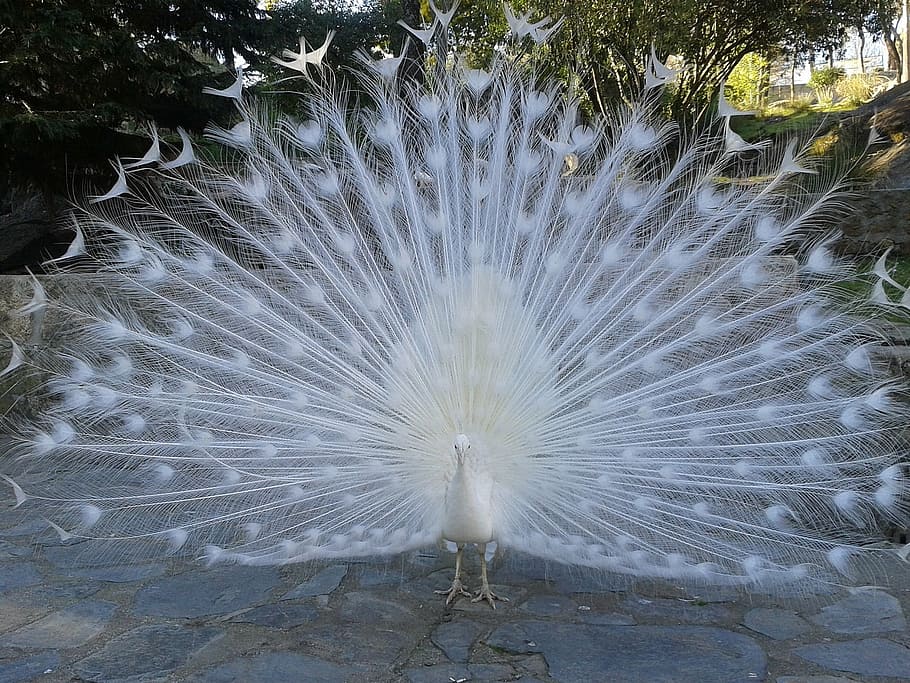 white peacock, peacock, white, courtship, ave, feathers, beautiful, animals, one animal, bird