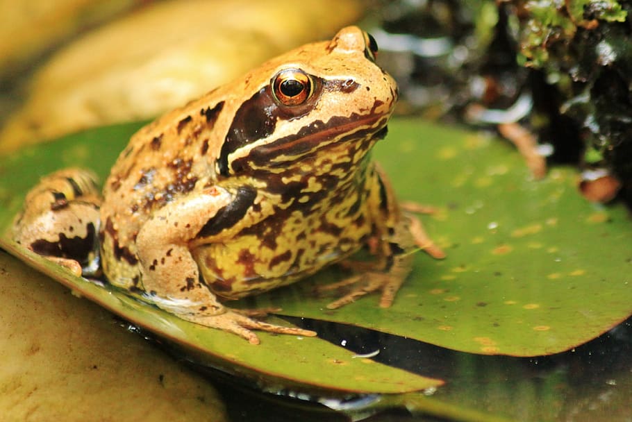 Frog, Toad, Amphibian, frogs, animal world, animals, animal, garden pond, eyes, close