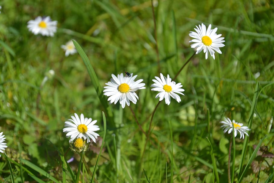 daisy, flower, meadow, nature, blossom, bloom, white, petals, sunshine, flowering plant