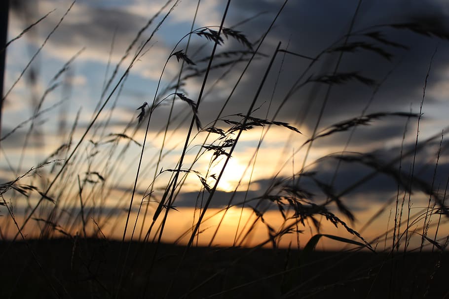 grass field, golden, hour, sun, grass, nature, sky, grasses, sunset, landscape