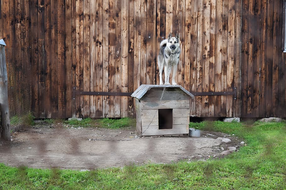 dog, chained, kennel, fence, wire fence, german, shepherd, village, rural, flowers