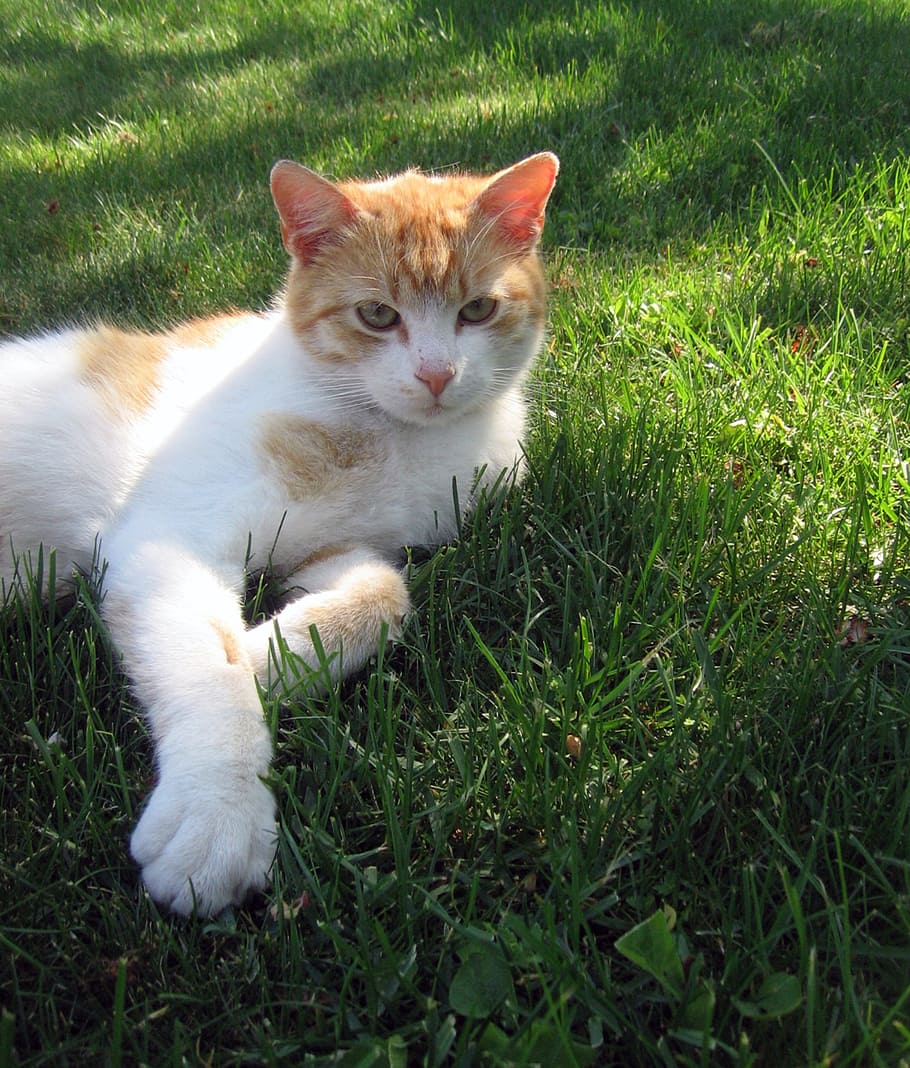 cat, tomcat, lie, grass, rozkošné, peace, breather, domestic, pets, domestic animals