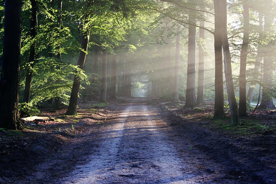 road, surrounded, trees, sun, rays, path, forest, nature, silence, rest