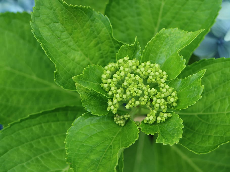 hydrangea, jeju, bud, leaf, plant part, green color, growth, close-up ...