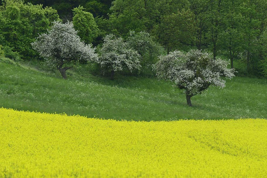 Field, Yellow, Landscape, field of rapeseeds, l, spring, rape blossom, rare plant, agriculture, green color