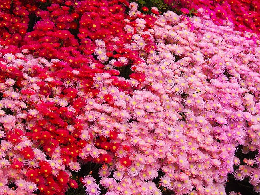 matsubagiku, flowers, red, pink, red purple, skinny, yellow, vivid, chrysanthemum, flower