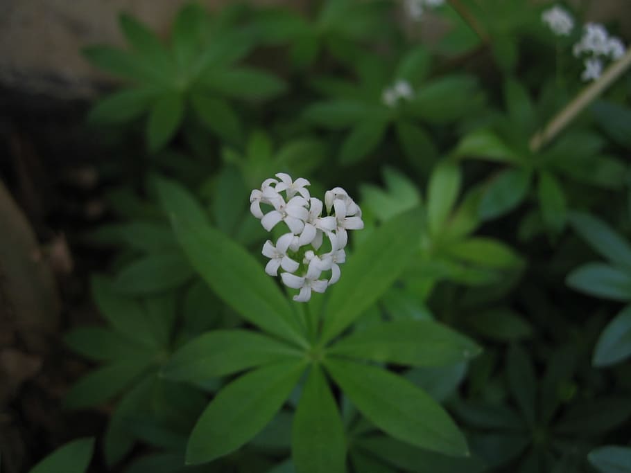 植物 ハーブ 花 庭 白 小さい 繊細な 牧草地 自然 緑色 Pxfuel