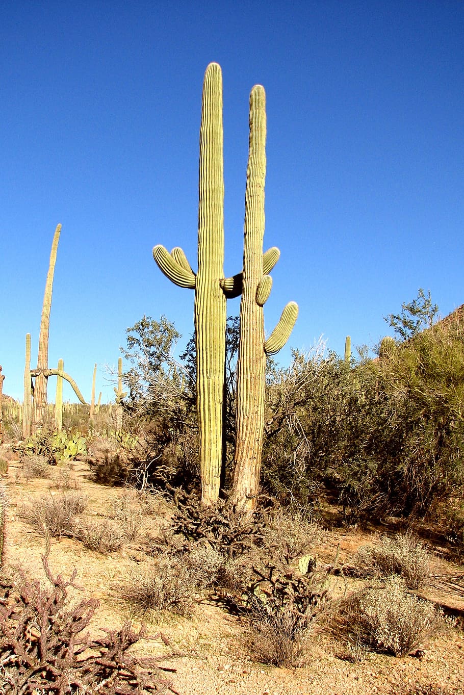 cactus, arizona, forest, nature, green, plant, desert, landscape, dry, flora