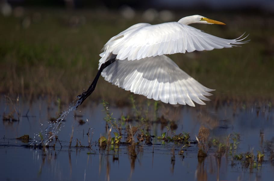 white, crane, hovering, body, water, great egret, flight, ardea alba, wader, birds