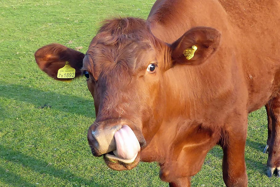 Cow, Tongue, Nose, Brown, Livestock, cow, tongue, red, funny, cattle, animal