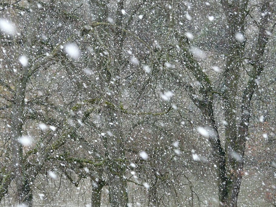 snow flakes, trees, snowfall, snow, snowflakes, blizzard, winter, flake, winter dream, cold