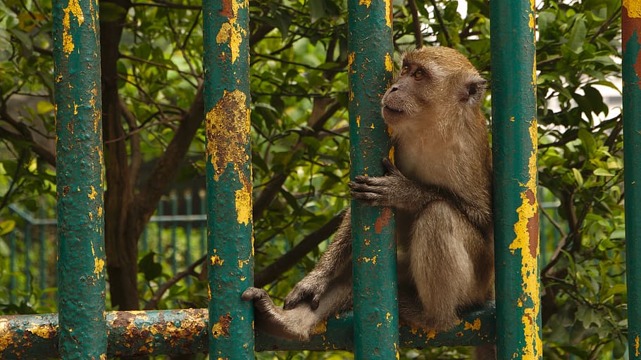 monkey, behind bars, malaysia, animal, conceptual, animal wildlife, animal themes, mammal, primate, animals in the wild
