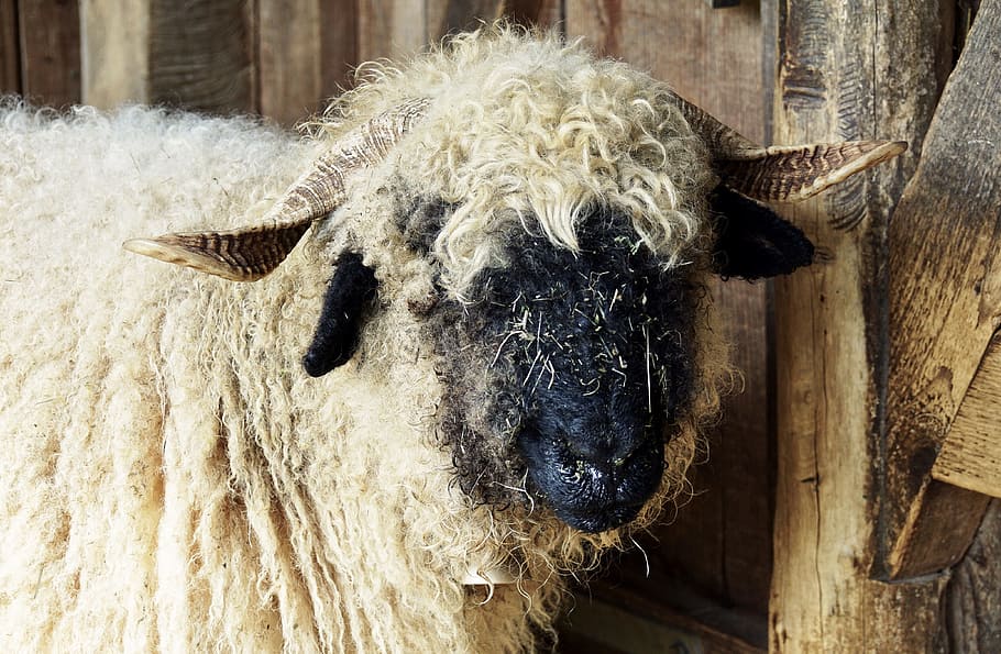 black nosed sheep, sheep, valais black nose sheep, livestock, black, white, twisted horns, horn, mother sheep, nature