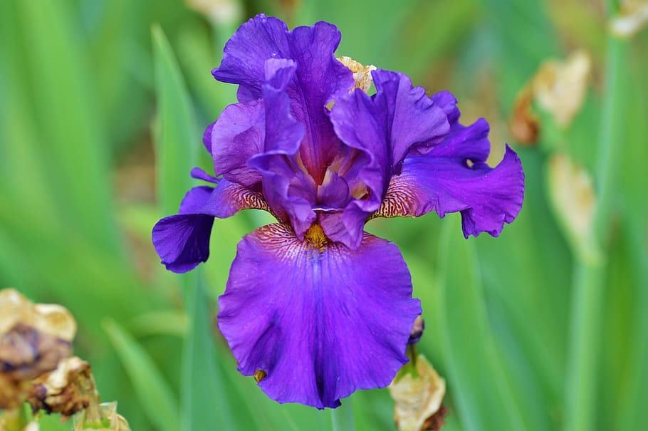 selektif, fokus fotografi, ungu, bunga iris, siang hari, Iris, Bunga, Lily, Mekar, iridaceae