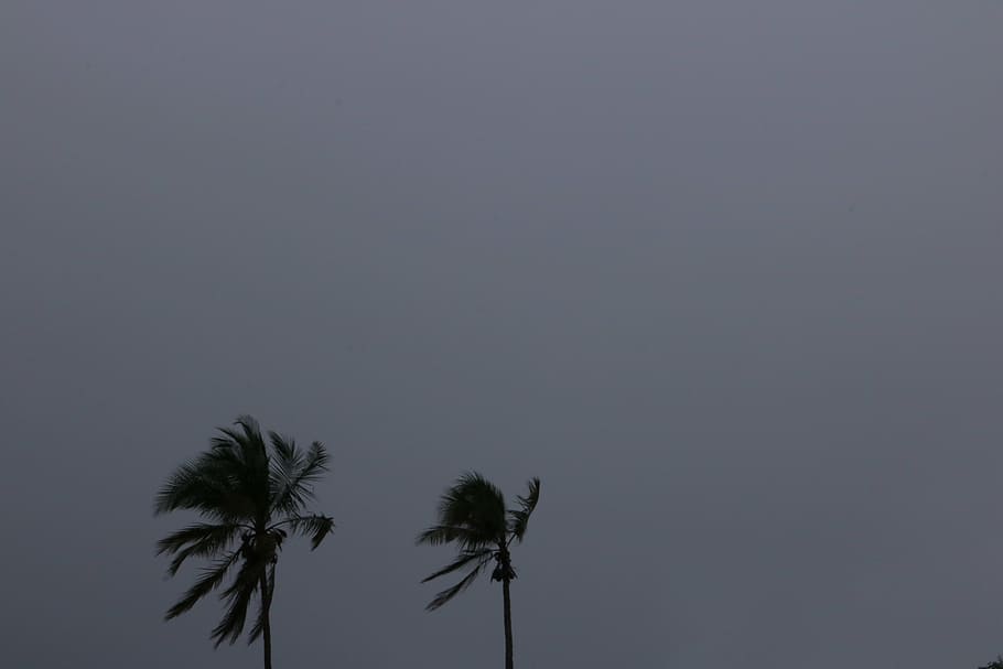 two palm trees, coconut, tree, rainy, time, dark, sky, plant, nature, palm tree
