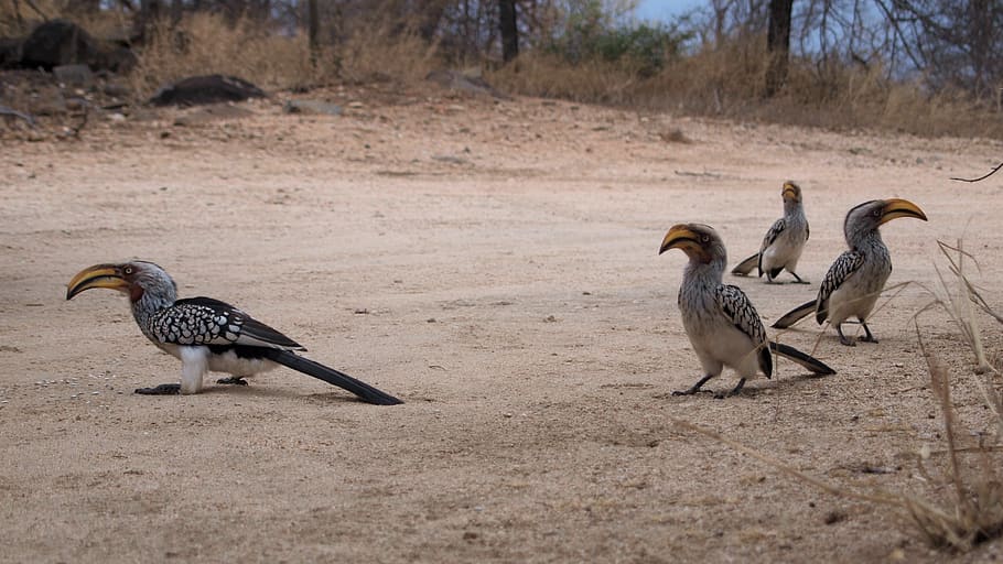 toko, yellow-billed hornbill, africa, safari, bird, buceros, kruger national park, national park, hornbill, group of animals