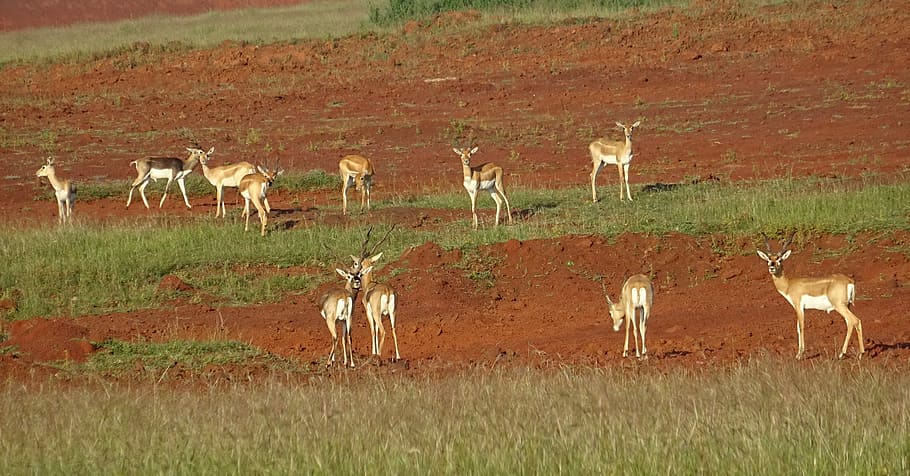 Blackbuck, Antelope, Wild, Animal, blackbuck, antelope, wild, animal, mammal, cervicapra, fauna, ungulate