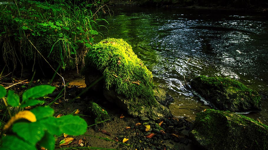 river landscape, moss, krauchenwies, seefeld, moss stone, stone, green, seaweed, green stone, forest