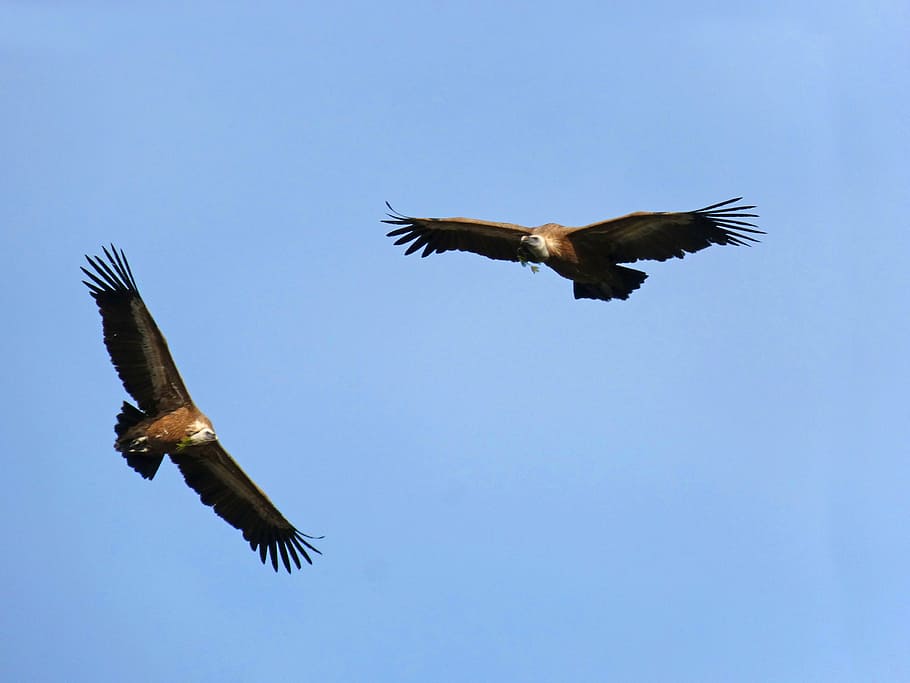 abutres, voar, fazer o ninho, galhos de pinheiro, priorat, montsant, voando, pássaro, ave de rapina, águia - pássaro