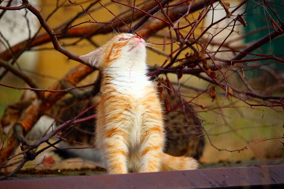 주황색, 고양이, 찾고있는, 나무, 붉은 고등어 얼룩 무늬가, 고양이 새끼, 고양이 아기, 심미적 인, 자작 나무, 가을