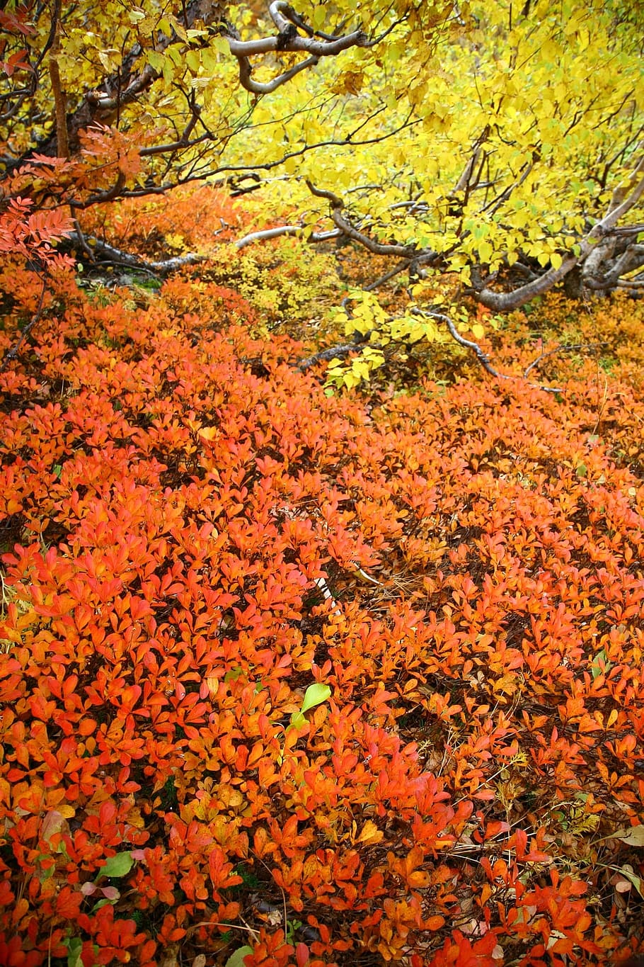 紅葉 Listopad 秋 黄色の葉 自然 黄金色の秋 落ち葉 自然の美しさ 植物 変化 Pxfuel