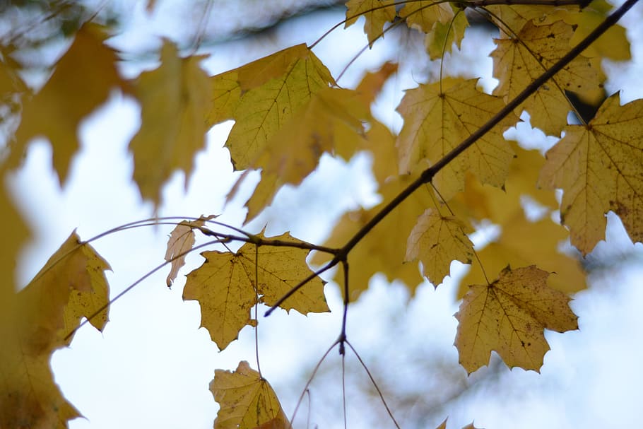 daun, jatuh, emas, musim gugur, perubahan, pohon, bagian tanaman, tidak ada orang, cabang, alam