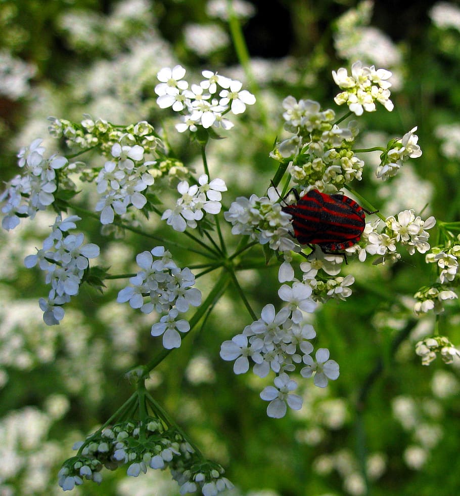 strip bug, bug, insect, black red, striped, articulata, umbel flowers, flower, flowering plant, plant