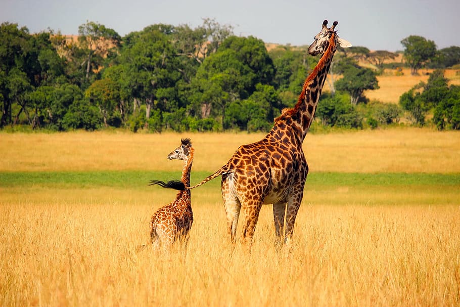 jirafa, al lado, ternero, seco, tierra de hierba, durante el día, animales, vida silvestre, África, bebé