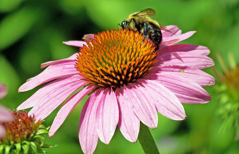 Echinacea Paradoxa, Bloom, echinacea, blossom, colorful, detail, flora, floral, flower, flowers