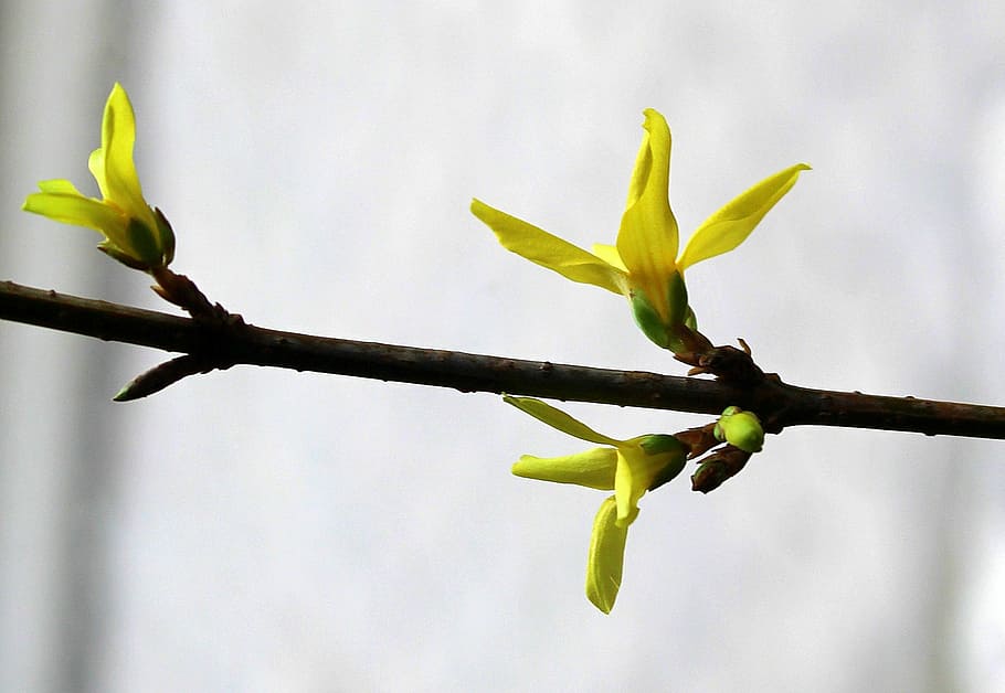 selective, focus, yellow, petaled flower, forsythia, blooming twig, spring flowers, bush, nature, flower