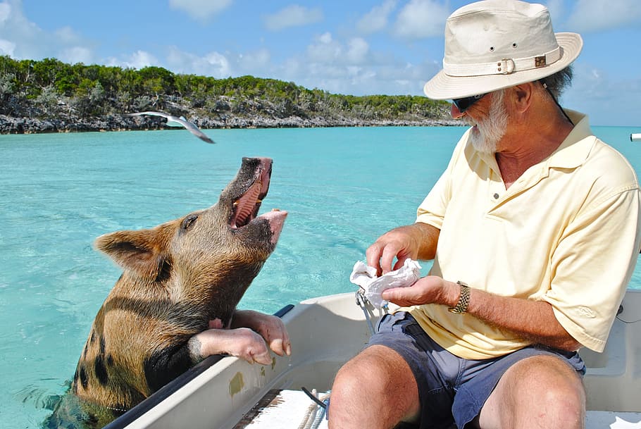 hombre, alimentación, marrón, negro, cerdo, barco, Staniel Cay, Exumas Bahamas, natación cerdo, Bahamas