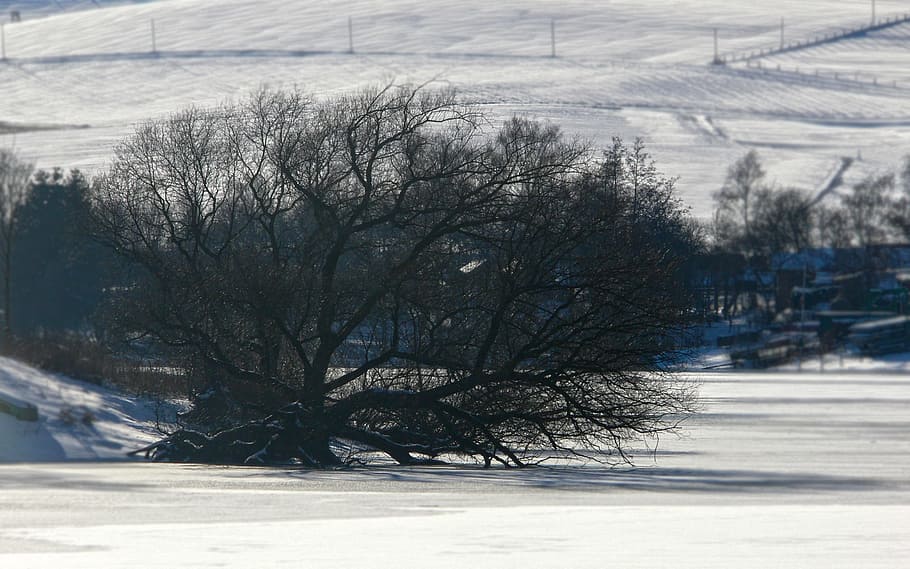Invierno, árbol, roble, nieve, lago, congelados, kahl, estética, sol, frío