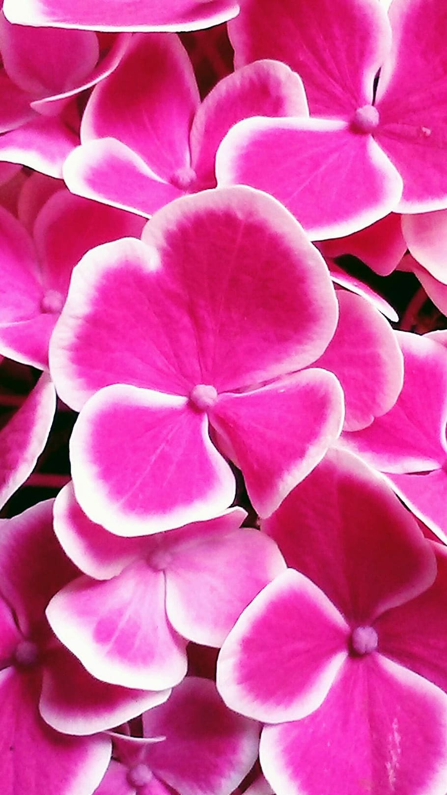 hydrangea, flower, fuchsia, pink color, flowering plant, beauty in nature, plant, petal, vulnerability, freshness