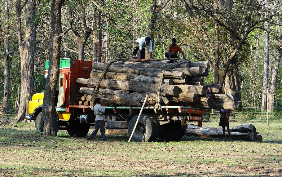 timber, lorry, truck, transport, logs, depot, forest, wood, lumber, forestry