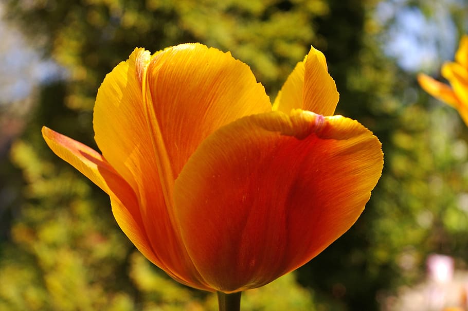 チューリップ, 黄色の腫瘍, オレンジ色のチューリップ, 春, 花, 庭, 自然, 装飾, チューリップの花, 黄色の花びら