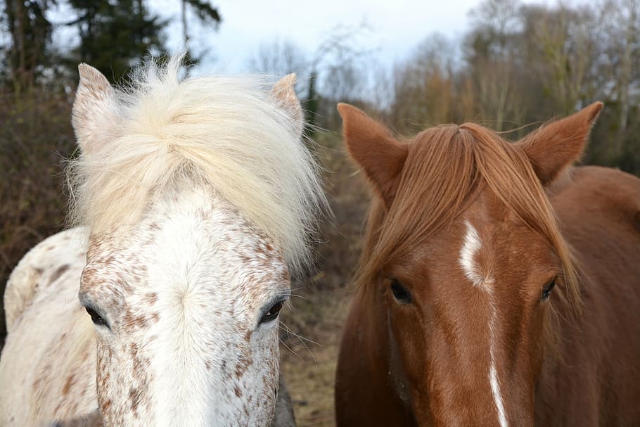 caballo, caballos, equinos, equitación, blanco, marrón, naturaleza, animal, pre, senderismo