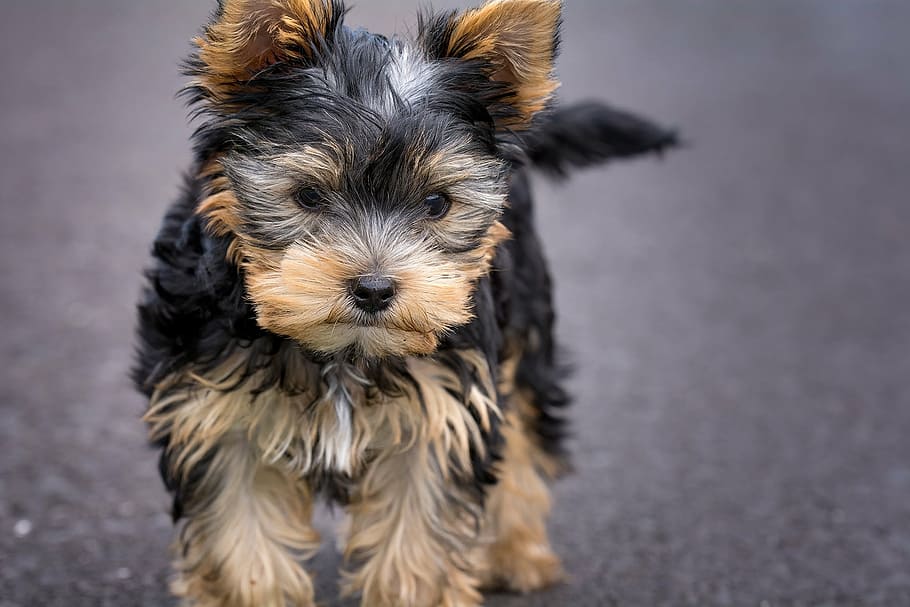 selectivo, foto de enfoque, de pelo largo, marrón, negro, cachorro, perro, cachorro de yorkshire terrier, perro pequeño, atención