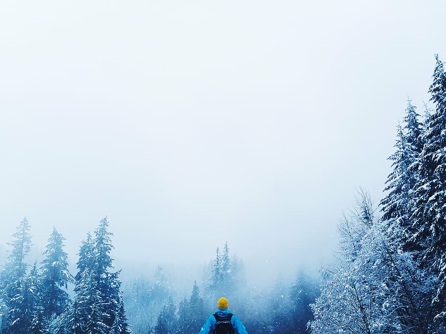 man, standing, middle, trees, filled, snow, people, guy, back, alone