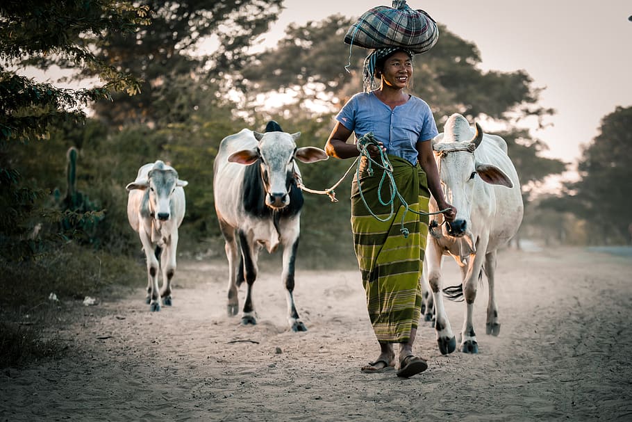myanmar, woman, people, female, happy, outdoor, together, cow, agriculture, cows