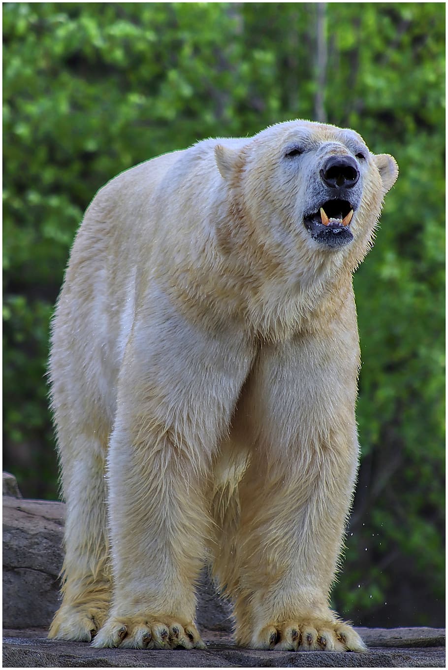 bear, polar bear, huge, white, zoo, fur, tooth, paws, foot, view