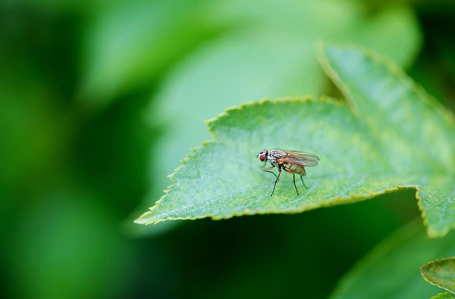 Animal, Tie, Leaf, Leaves, Insect, insects, flies, nature, macro, close-up