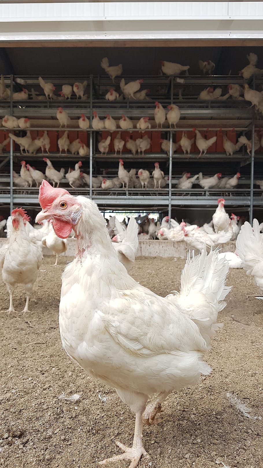 ayam, produksi telur, unggas, belanda, kippster, ayam burung, ternak, tema hewan, burung, hewan