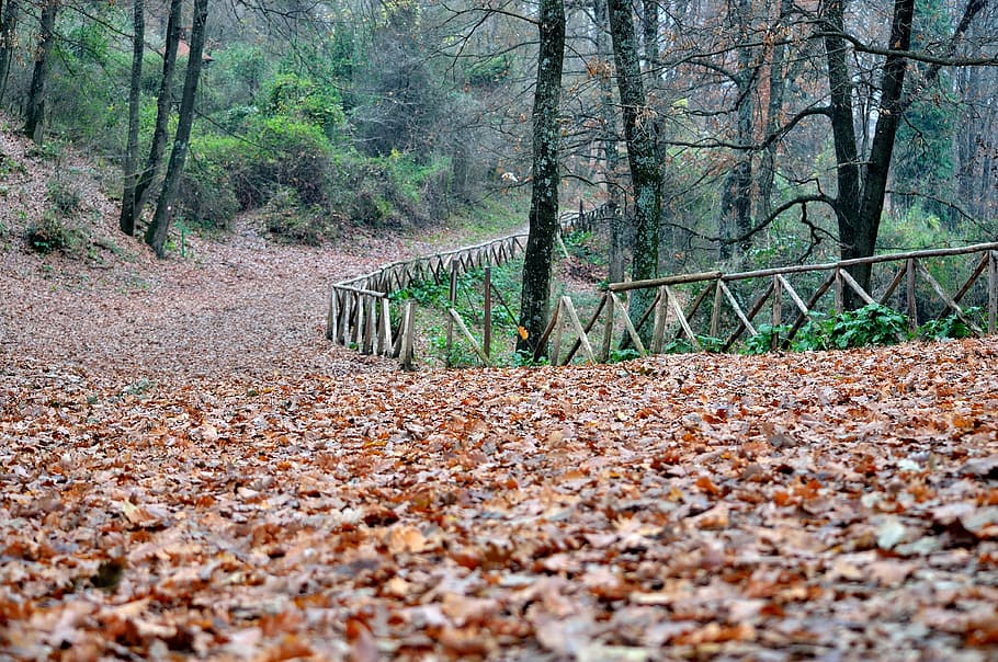 森, 葉, 秋の森, 乾燥した葉, 小道, 葉の道, 木, 秋, 茶色の葉, 冬の葉