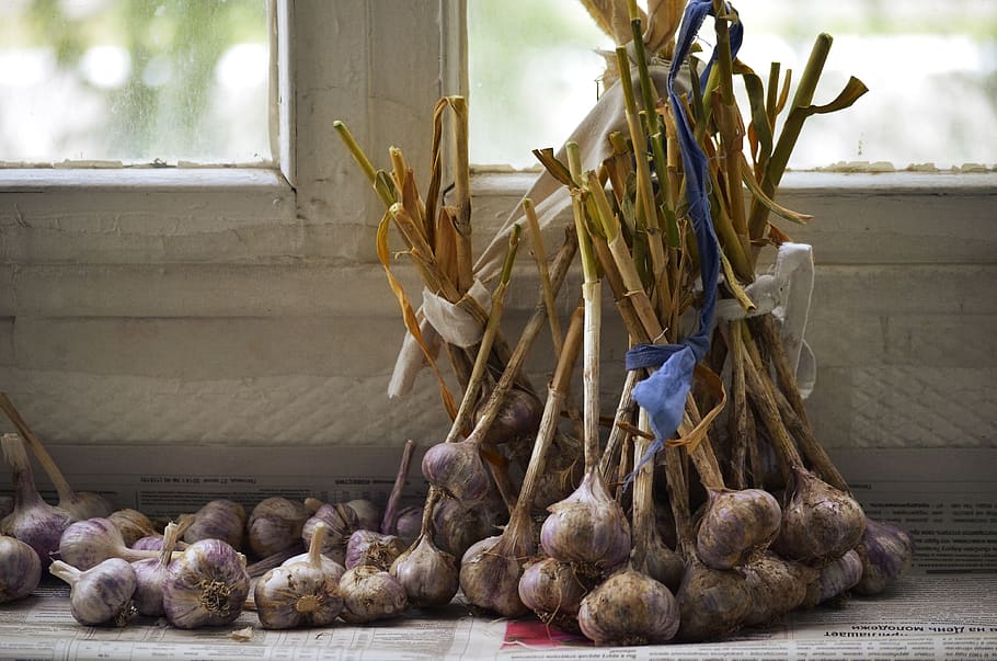 garlic, comfort, harvest, dacha, food and drink, food, healthy eating, wellbeing, vegetable, freshness