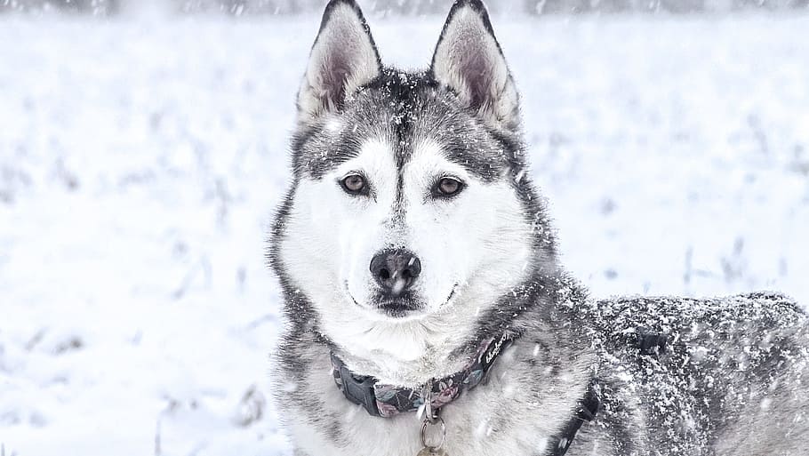 black, white, siberian, husky, snow, wolf, one animal, canine, mammal, dog