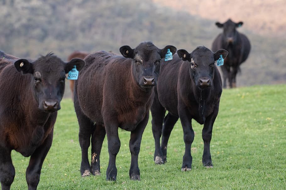 cow, black angus, farm, cattle, animal, mammal, pasture, beef, livestock, rural