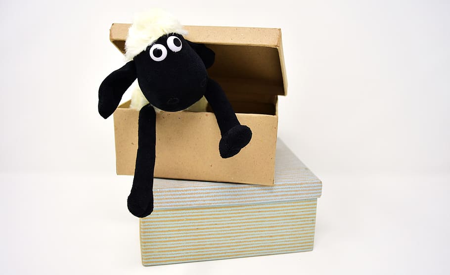 sheep, cardboard, box, cardboard box, open carton, open, sheep face, teddy bear, stuffed animal, soft toy